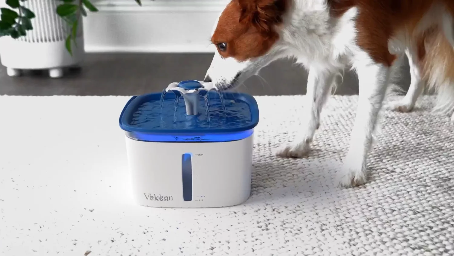 Living with a cat water fountain